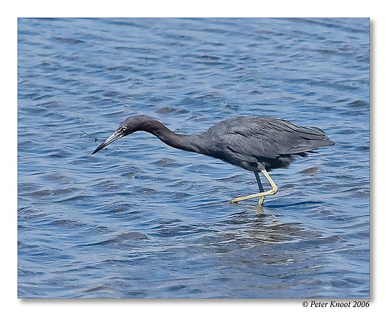 Little Blue Heron