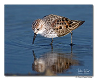 Western Sandpiper