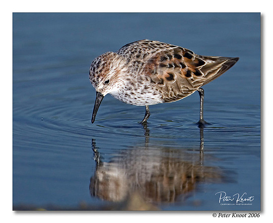 Western Sandpiper