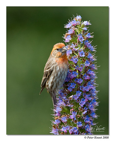 House Finch
