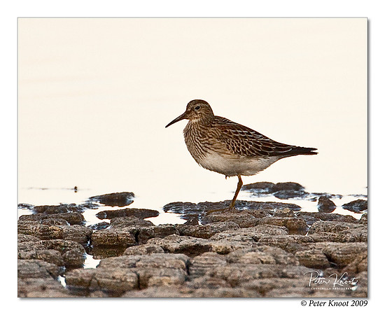Pectoral Sandpiper