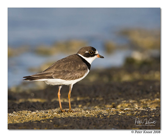Semipalmated Plover