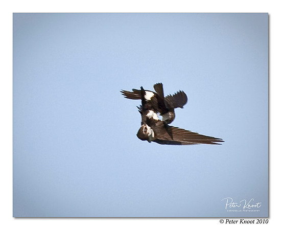 White-throated Swift