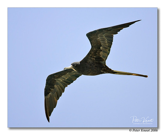 Magnificent Frigatebird