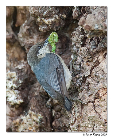 Pygmy Nuthatch