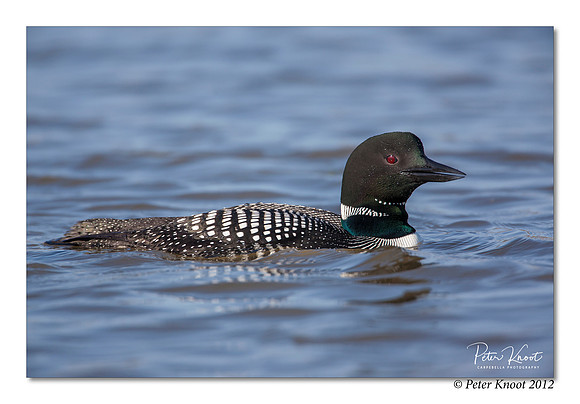 Common Loon