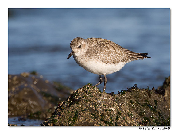 Black-bellied Plover