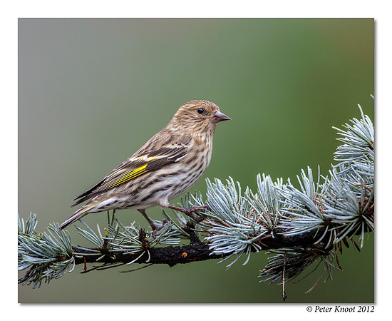Pine Siskin