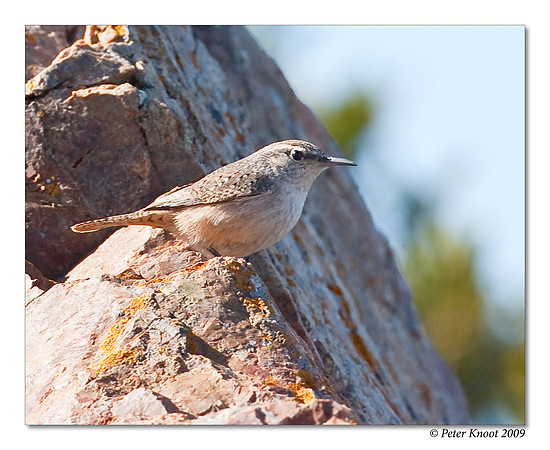 Rock Wren