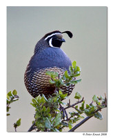 California Quail