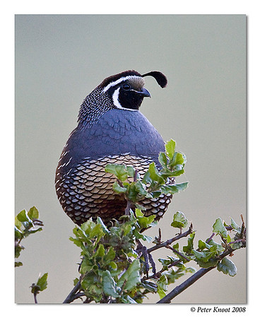 California Quail