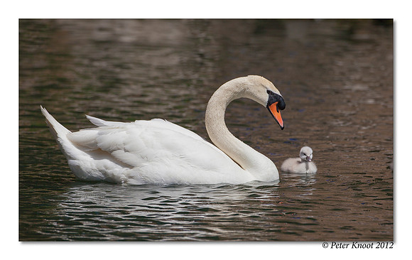 Mute Swan