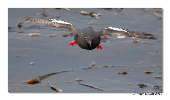 Pigeon Guillemot