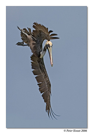 Brown Pelican