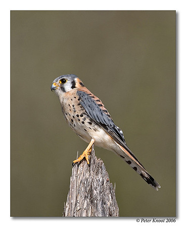 American Kestrel