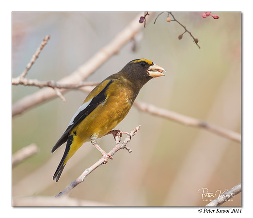Evening Grosbeak