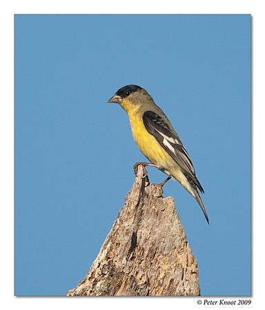 Lesser Goldfinch