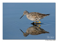 Greater Yellowlegs