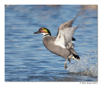Falcated Duck