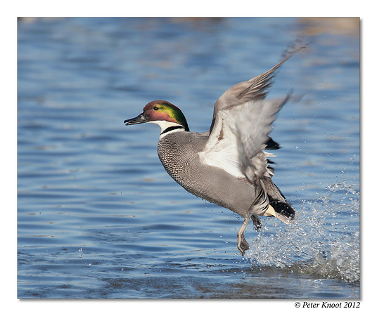 Falcated Duck