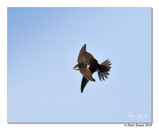White-throated Swift