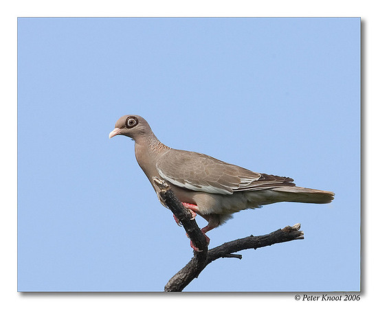 Bare-eyed Pigeon
