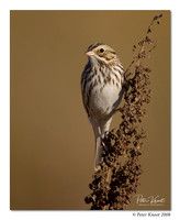 Savannah Sparrow