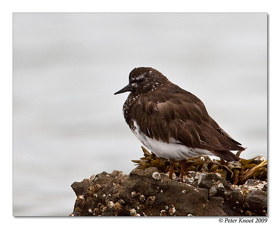 Black Turnstone
