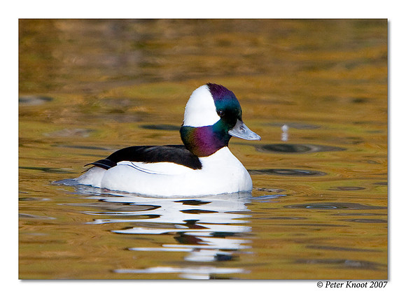 Bufflehead