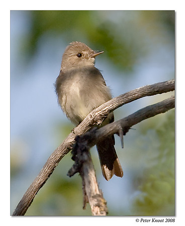Western Wood-Pewee