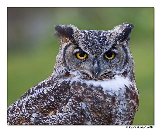 Great Horned Owl