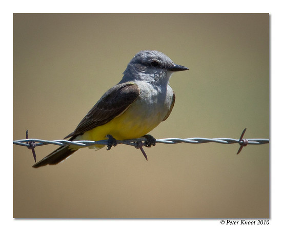 Western Kingbird