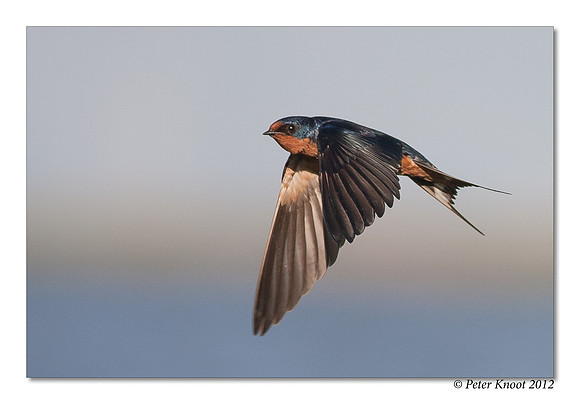 Barn Swallow