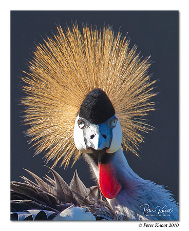 East African Crowned Crane