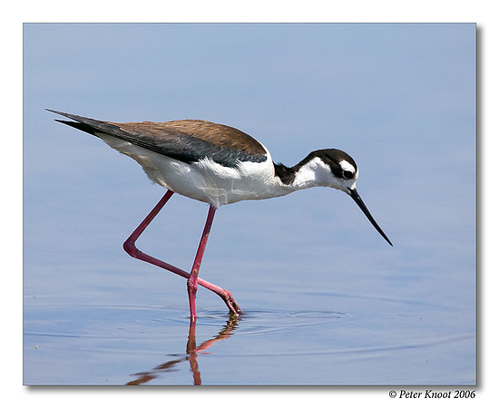 Black-winged Stilt