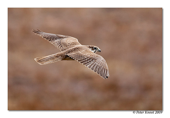 Prairie Falcon
