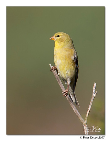 American Goldfinch