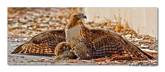 Red-tailed Hawk