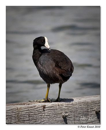 American Coot