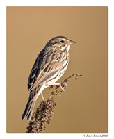 Savannah Sparrow
