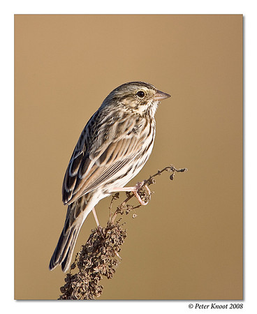 Savannah Sparrow