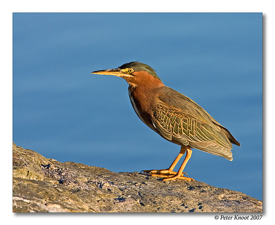 Green Heron
