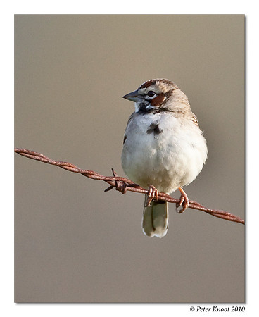 Lark Sparrow
