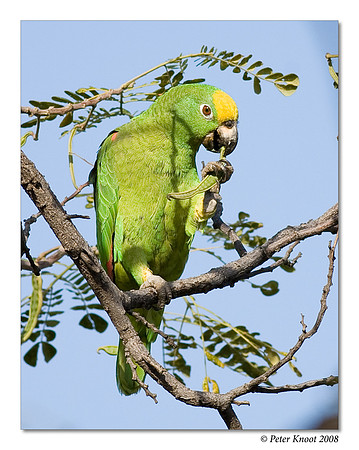 Yellow-winged Parrot