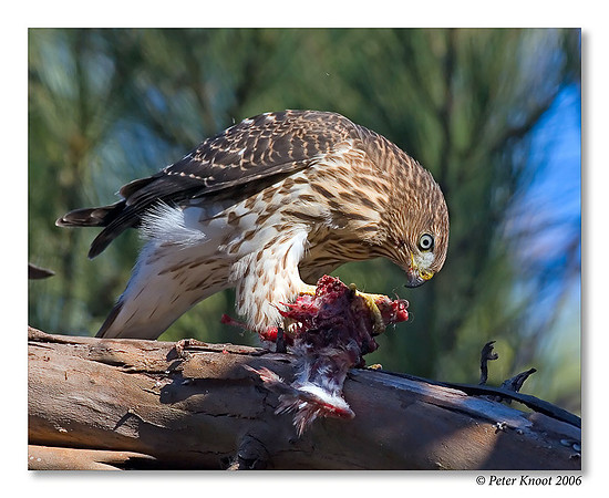 Cooper's Hawk