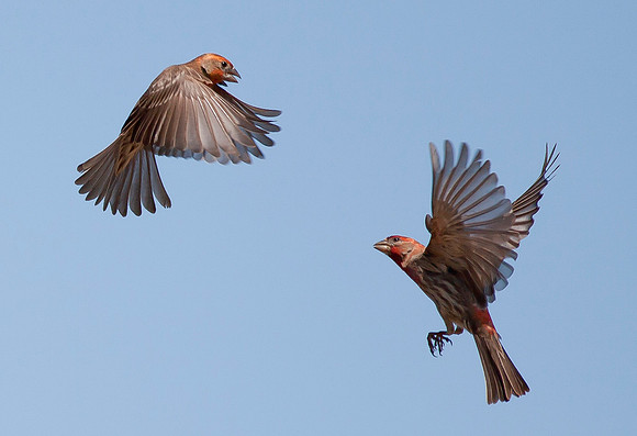 House Finch