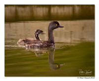 Least Grebe