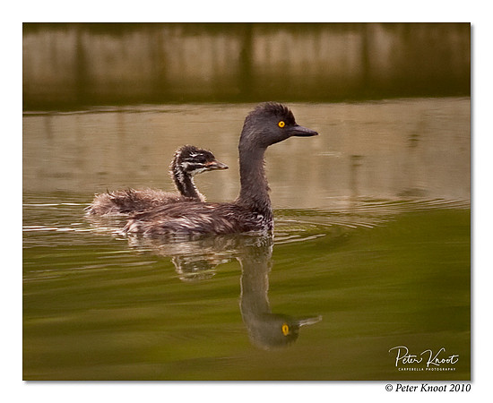 Least Grebe