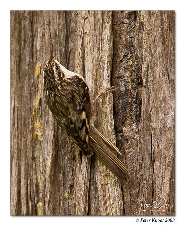 Brown Creeper
