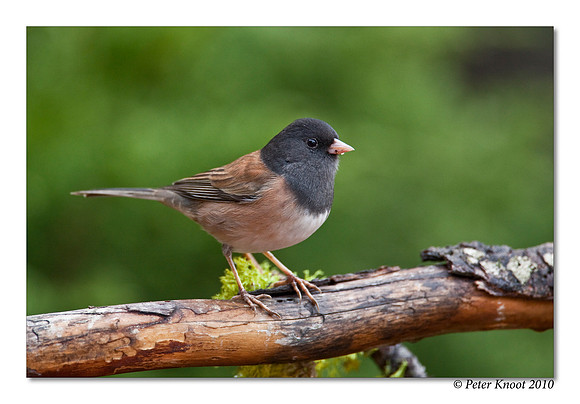 Dark-eyed Junco